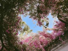 -深圳国际园林花卉博览园