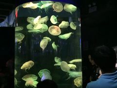 -泉城欧乐堡海洋极地世界