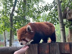 -北京野生动物园