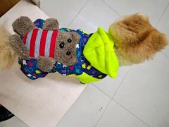 -爱侣宠医·鹦鹉专科·小型哺乳类·异宠专科(灵石路店)