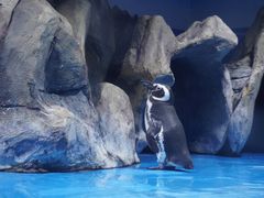 -青岛海底世界-水族馆