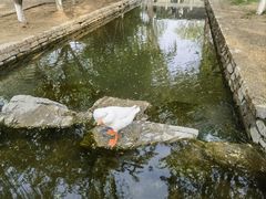 -春风习习
