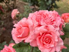 -人民公园(罗湖区)