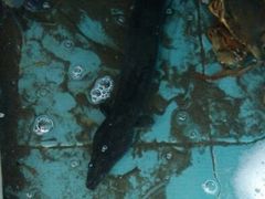 真正海善，膏蟹-浪琴湾尾角仔海鲜坊