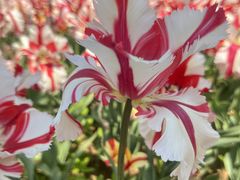 -洛阳郁金香牡丹园