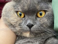 -瑞鹏宠物医院·骨科·猫科·内科(第一中心)