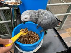 -新加坡飞禽公园