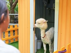 -三亚海棠湾喜来登度假酒店