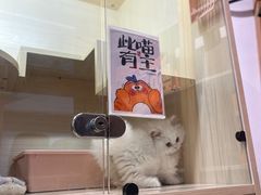 -屋虎猫馆(宝安大仟里店)