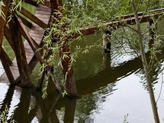 -合肥滨湖国家森林公园