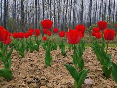 -合肥滨湖国家森林公园