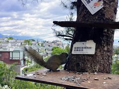 -大理苍山石门关旅游度假区