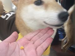 -逗柴咖啡屋·狗咖猫咖宠物桌游