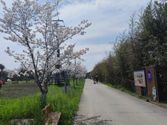 -菊园百果园