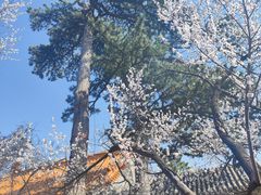 -妙峰山风景名胜区