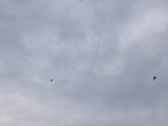 -青枫公园
