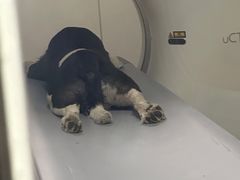 -喜多萌中农锦绣动物医院24H·猫科·牙科MRI·CT