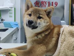 -瑞派雷欧宠物医院·中兽医·眼科·急重症转诊中心(黄台店)