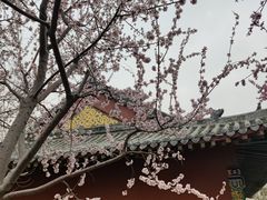 -桃花堤公园