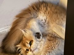 -lincat·猫舍(广州店)