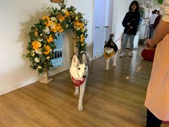 -Husky Go! 哈士奇体验馆·宠物咖啡厅狗咖