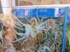 -海之味海鲜大咖·家常菜