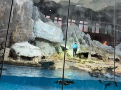 -帝企鹅自助餐厅•儿童岛•真企鹅(长隆企鹅酒店)