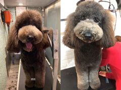 -PETKIT小佩宠物(古北店)