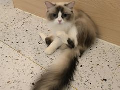 -猫域·湾主题猫咖·宠物吧(南坪城市广场店)