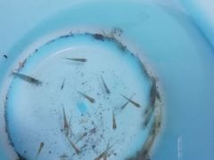 -碓臼峪自然风景区