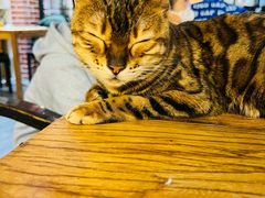 -猫小院猫主题餐厅(南锣旗舰店)