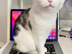 -猫十亿·布偶金渐层·曼基康矮脚猫舍(青年路店)