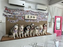 -星多哈·狗咖·拼豆·咖啡