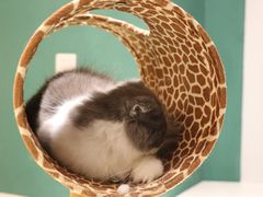 -飞行喵MR PILOT|猫舍·猫咖(静安大融城店)