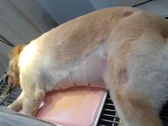 android_upload_pic-瑞派福兴宠物医院犬猫全科·骨科·中西医结合(河东店)