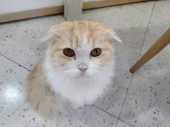 -喵园·猫主题咖啡厅·撸猫·猫咖(国贸店)