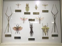 -上海昆虫博物馆