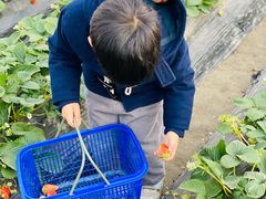 -小鱼草莓采摘园农家乐·小鱼餐厅