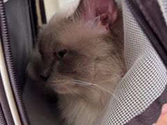 -瑞派福兴宠物医院犬猫全科·骨科·中西医结合(河东店)