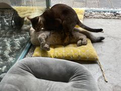-喵屿·大理花园猫咖