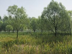 -微山湖红荷湿地景区