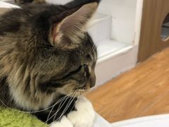 -COLOR PETS 撸猫馆·购猫·猫咖(长风大悦城店)