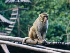 -西双版纳原始森林公园