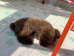 -伟伟宠物医院·CT影像中心·瑞派犬猫综合性门诊(汉口总院)
