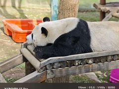 -栾川竹海野生动物园