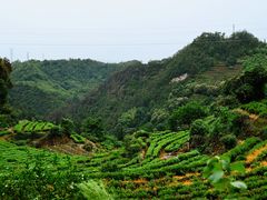 -杨家堂村