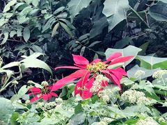 -金盆阿嬷香菇茶叶蛋(玄光店)