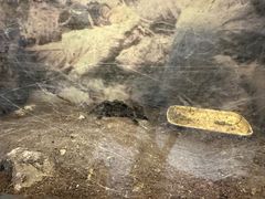 -上海大自然野生昆虫馆(东方明珠·爬宠昆虫探索中心)