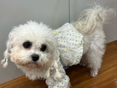 -汪说·狗咖·拼豆·宠物周边DIY(旺城大厦店)