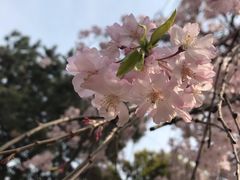 -西安青龙寺遗址景区